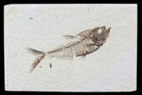 Diplomystus Fossil Fish - Wyoming #93989-1